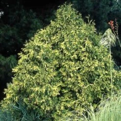 Thuja (Thuja Occidentalis 'Sunkist') -Directplant Winkel thosunki 5 2