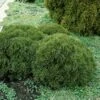 Thuja (Thuja Occidentalis 'Tiny Tim') -Directplant Winkel thottim 1 2