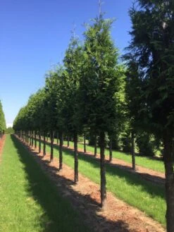 Haagconifeer Op Stam (Thuja Plicata 'Excelsa') -Directplant Winkel thuja 30 40 1