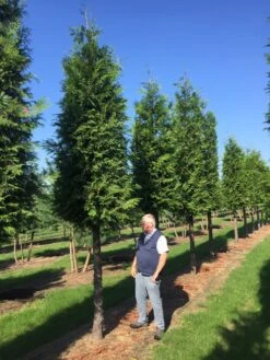 Haagconifeer Op Stam (Thuja Plicata 'Excelsa') -Directplant Winkel thuja 3035 2 3