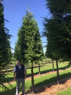 Haagconifeer Op Stam (Thuja Plicata 'Excelsa') -Directplant Winkel thuja 3540 4