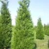 Levensboom (Thuja Plicata 'Atrovirens') 1 Levensboom (Thuja Plicata 'Atrovirens') -Directplant Winkel thuja atrovirens 400 450 1