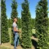 Grote Groene Haagconifeer (Thuja Occidentalis 'Brabant') -Directplant Winkel thuja brabant 300350 2 2