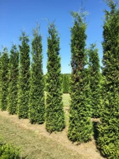 Grote Groene Haagconifeer (Thuja Occidentalis 'Brabant') -Directplant Winkel thuja brabant 350400 1