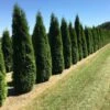 Grote Westerse Levensboom (Thuja Occidentalis 'Smaragd') -Directplant Winkel thuja occ smarag 1 2