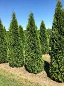 Grote Westerse Levensboom (Thuja Occidentalis 'Smaragd') -Directplant Winkel thuja occ smaragd 200250 2 2