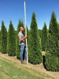 Grote Westerse Levensboom (Thuja Occidentalis 'Smaragd') -Directplant Winkel thuja occ smaragd 250300 1