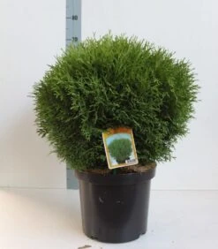 Thuja (Thuja Occidentalis 'Tiny Tim') -Directplant Winkel thuja occ tiny tim 40 50 cm co. 10l kopie 2