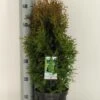 Levensboom (Thuja Occidentalis 'Holmstrup') -Directplant Winkel thuja occidentalis holmstrup winter c3 m 1