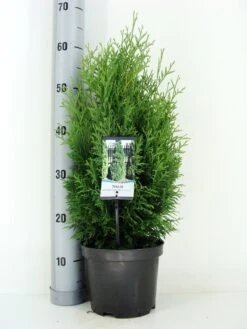 Levensboom (Thuja Occidentalis 'Holmstrup') -Directplant Winkel thuja occidentalis holmstrup zomer c3 m