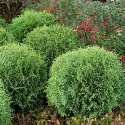 Levensboom (Thuja Occidentalis 'Little Giant') -Directplant Winkel thuja occidentalis little giant