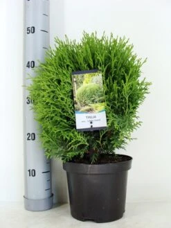 Levensboom (Thuja Occidentalis 'Little Giant') -Directplant Winkel thuja occidentalis little giant zomer c3 m