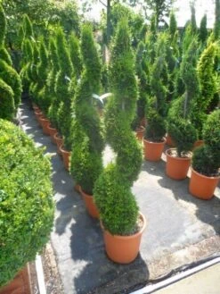 Conifeer Als Spiraal (Thuja Occidentalis 'Smaragd') -Directplant Winkel thuja occidentalis smaragd spiraal 125 150 c20 2