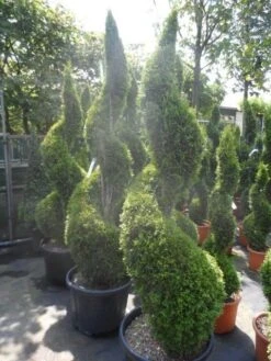 Conifeer Als Spiraal (Thuja Occidentalis 'Smaragd') -Directplant Winkel thuja occidentalis smaragd spiraal 175 200 c50 1