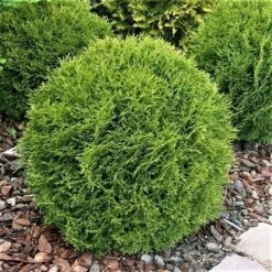 Thuja (Thuja Occidentalis 'Tiny Tim') 13 Thuja (Thuja Occidentalis 'Tiny Tim') -Directplant Winkel thuja occidentalis tiny tim 1