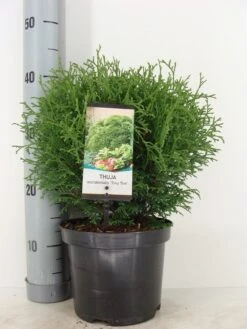 Thuja (Thuja Occidentalis 'Tiny Tim') -Directplant Winkel thuja occidentalis tiny tim zomer c3 2
