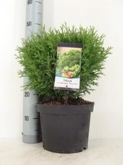 Thuja (Thuja Occidentalis 'Tiny Tim') -Directplant Winkel thuja occidentalis tiny tim zomer c5 m
