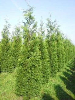 Levensboom (Thuja Plicata 'Martin') -Directplant Winkel thuja pl martin 300 350 1