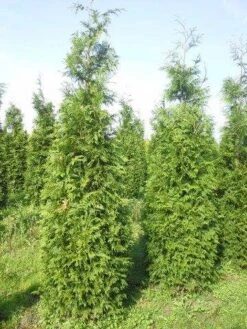 Levensboom (Thuja Plicata 'Martin') -Directplant Winkel thuja pl martin 300 350 1 2