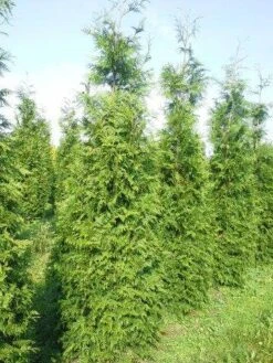 Levensboom (Thuja Plicata 'Martin') -Directplant Winkel thuja pl martin 300 350 2