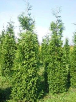 Levensboom (Thuja Plicata 'Martin') -Directplant Winkel thuja pl martin 300 350 3 2