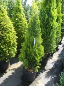 Levensboom (Thuja Orientalis 'Pyramidalis Aurea') -Directplant Winkel thuja platycladus orientalis pyramidalis aurea 125 150