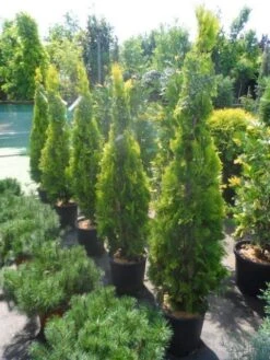 Levensboom (Thuja Orientalis 'Pyramidalis Aurea') -Directplant Winkel thuja platycladus orientalis pyramidalis aurea 150 175 1