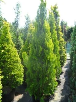 Levensboom (Thuja Orientalis 'Pyramidalis Aurea') -Directplant Winkel thuja platycladus orientalis pyramidalis aurea 175 200 250