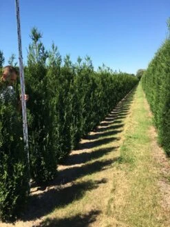 Grote Levensboom (Thuja Plicata 'Atrovirens') -Directplant Winkel thuja plic atrovirens 200250 2