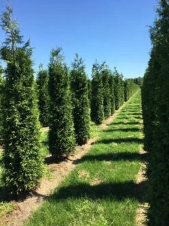 Grote Haagconifeer (Thuja Plicata 'Excelsa') -Directplant Winkel thuja plic excelsa 2