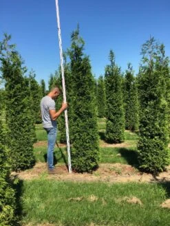 Grote Haagconifeer (Thuja Plicata 'Excelsa') -Directplant Winkel thuja plic excelsa 250300 3 1