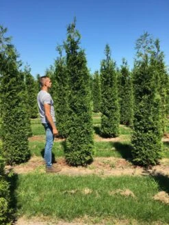 Grote Haagconifeer (Thuja Plicata 'Excelsa') -Directplant Winkel thuja plic excelsa 300350 3