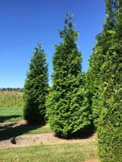 Grote Haagconifeer (Thuja Plicata 'Excelsa') -Directplant Winkel thuja plic excelsa 400450 1