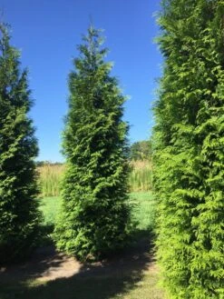 Grote Haagconifeer (Thuja Plicata 'Excelsa') -Directplant Winkel thuja plic excelsa 400450 2 1