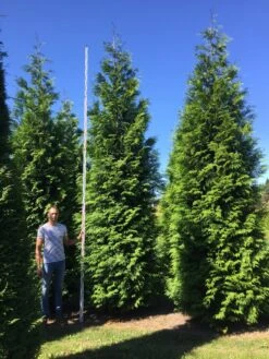 Grote Haagconifeer (Thuja Plicata 'Excelsa') -Directplant Winkel thuja plic excelsa 500550 2 2