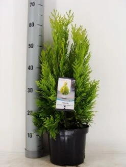 Levensboom (Thuja Plicata '4ever Goldy') -Directplant Winkel thuja plicata 4 ever goldy zomer c3 m