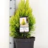 Levensboom (Thuja Plicata '4ever Goldy') -Directplant Winkel thuja plicata 4ever goldy c5 m