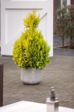 Levensboom (Thuja Plicata '4ever Goldy') -Directplant Winkel thuja plicata 4ever goldy pbr