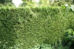 Levensboom (Thuja Plicata 'Atrovirens') -Directplant Winkel thuja plicatum atrovirens 1 2