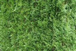 Levensboom (Thuja Plicata 'Atrovirens') 20 Levensboom (Thuja Plicata 'Atrovirens') -Directplant Winkel thuja plicatum atrovirens 2