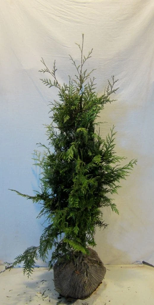 Reuzenlevensboom (Thuja Plicata 'Excelsa') 9 Reuzenlevensboom (Thuja Plicata 'Excelsa') - Afbeelding 7