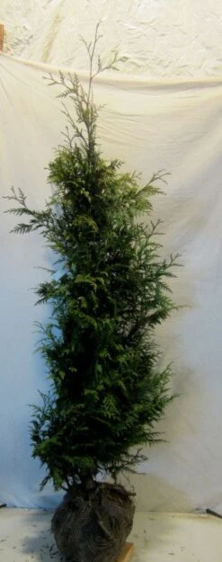 Reuzenlevensboom (Thuja Plicata 'Excelsa') -Directplant Winkel thujapexcelsa150 175 2