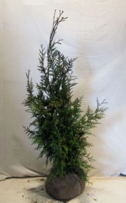 Levensboom (Thuja Plicata 'Martin') -Directplant Winkel thujapmartin080 100 2
