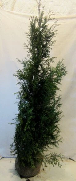 Levensboom (Thuja Plicata 'Martin') -Directplant Winkel thujapmartin150 175