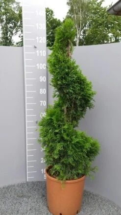 Conifeer Als Spiraal (Thuja Occidentalis 'Smaragd') -Directplant Winkel thujasmaragdspiraal01 2