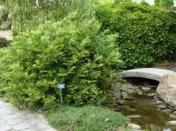 Thujopsis (Thujopsis Dolabrata) 11 Thujopsis (Thujopsis Dolabrata) -Directplant Winkel thujopsis dolabrata 1