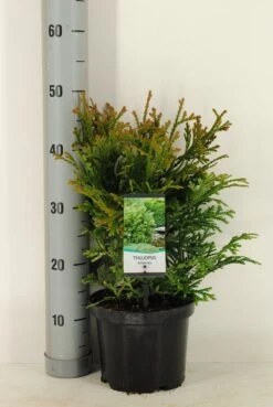 Thujopsis (Thujopsis Dolabrata) 10 Thujopsis (Thujopsis Dolabrata) -Directplant Winkel thujopsis dolobrata winter c3 m 1