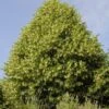 Lindeboom (Tilia Platyphyllos) -Directplant Winkel tilia platyphyllos