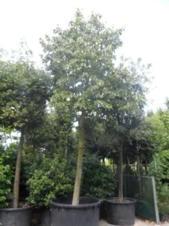Lindeboom (Tilia Platyphyllos) -Directplant Winkel tilia platyphyllos 40 50ho c1000