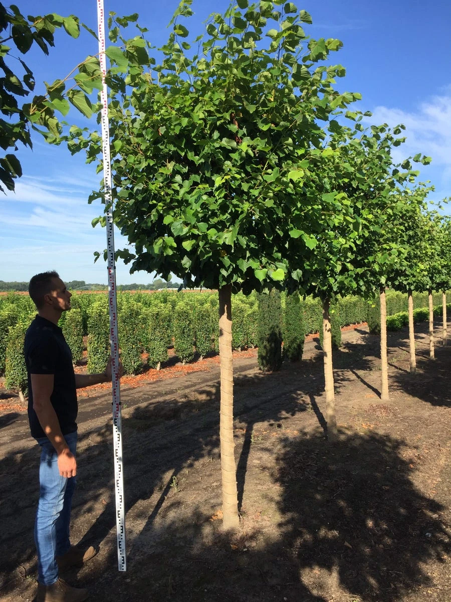 Winterlinde Als Blokboom (Tilia Cordata ‘Greenspire’) 3 Winterlinde Als Blokboom (Tilia Cordata ‘Greenspire’)